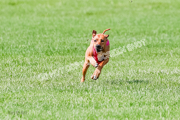 Rhodesian Ridgeback Prelim, Kya Eve Iris-0855