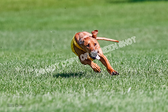 Rhodesian Ridgeback Final Libby-1694