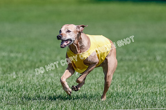 Rhodesian Ridgeback Final Daisy-1743