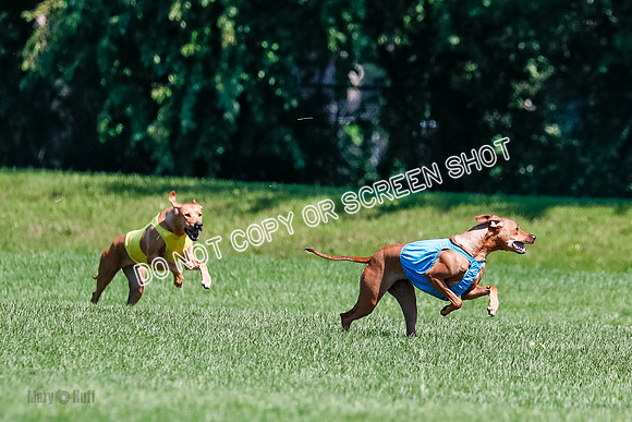 Rhodesian Ridgeback Final Kya, Eve, Iris-1650