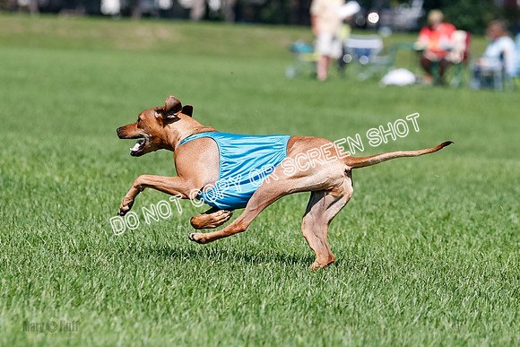 Rhodesian Ridgeback Final Kya, Eve, Iris-1679