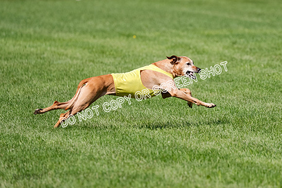 Rhodesian Ridgeback Prelim, Daisy-0933