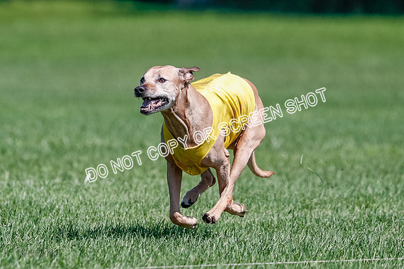 Rhodesian Ridgeback Final Daisy-1742