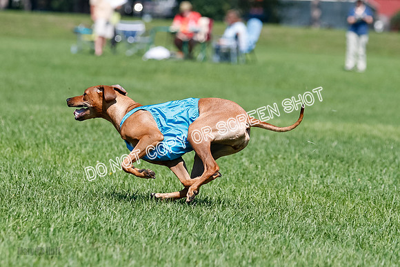 Rhodesian Ridgeback Final Kya, Eve, Iris-1678