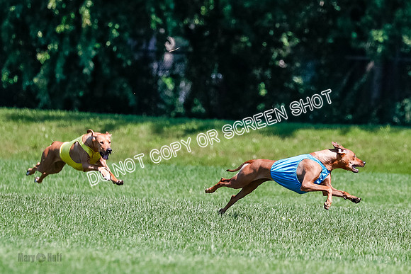 Rhodesian Ridgeback Final Kya, Eve, Iris-1651
