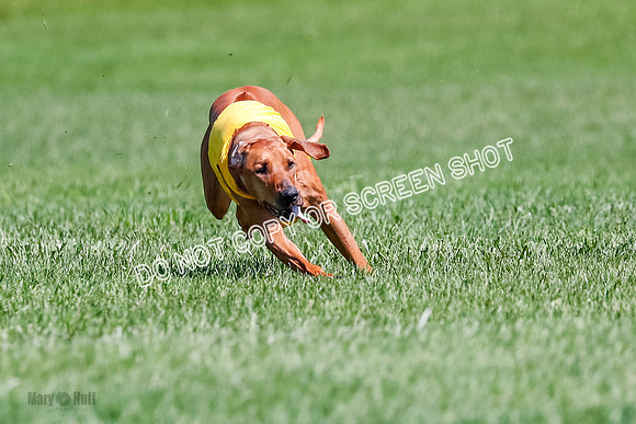 Rhodesian Ridgeback Final Libby-1695