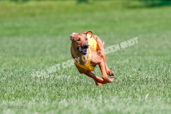 Rhodesian Ridgeback Final Libby-1697