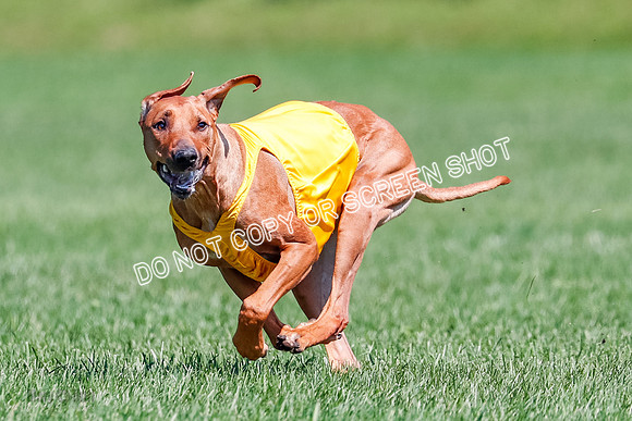 Rhodesian Ridgeback Final Libby-1708