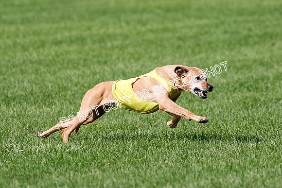 Rhodesian Ridgeback Prelim, Daisy-0918