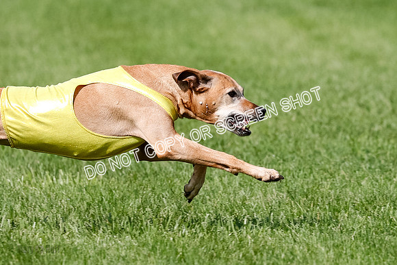 Rhodesian Ridgeback Prelim, Daisy-0930