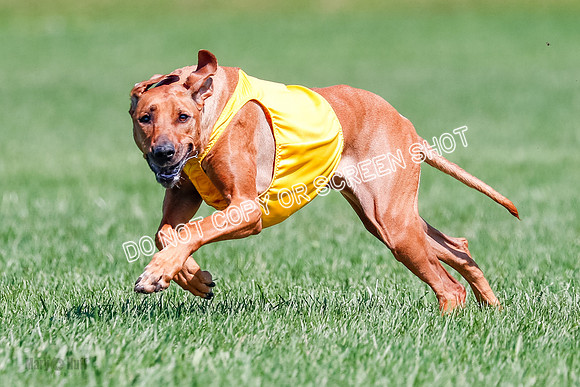 Rhodesian Ridgeback Final Libby-1709