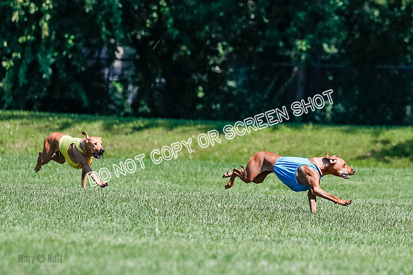Rhodesian Ridgeback Final Kya, Eve, Iris-1652