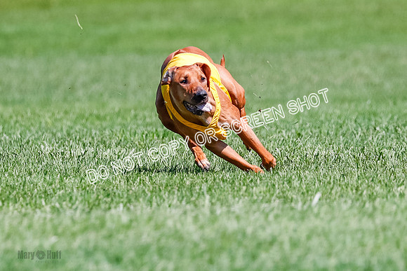 Rhodesian Ridgeback Final Libby-1696