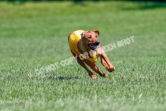 Rhodesian Ridgeback Final Libby-1692