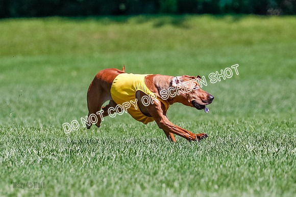 Rhodesian Ridgeback Final Libby-1686