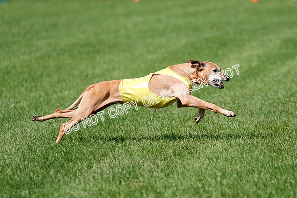 Rhodesian Ridgeback Prelim, Daisy-0925