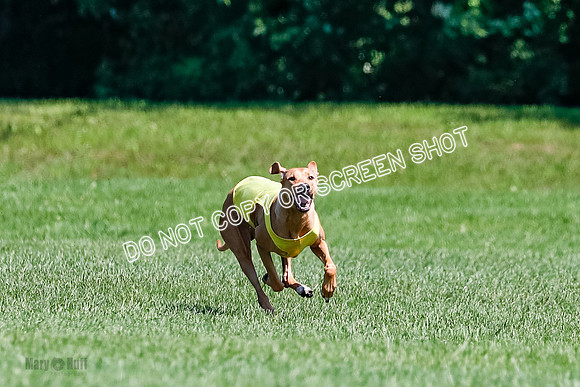 Rhodesian Ridgeback Final Kya, Eve, Iris-1656