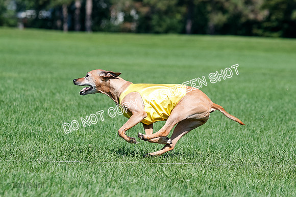 Rhodesian Ridgeback Final Daisy-1751