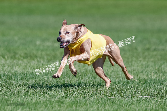 Rhodesian Ridgeback Final Daisy-1744