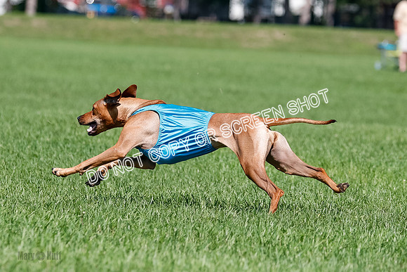 Rhodesian Ridgeback Final Kya, Eve, Iris-1680