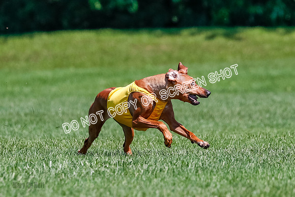 Rhodesian Ridgeback Final Libby-1685