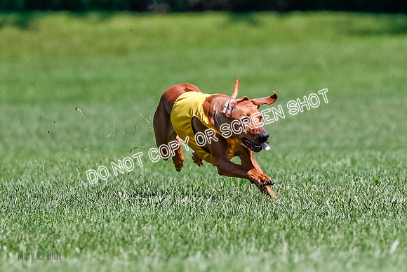 Rhodesian Ridgeback Final Libby-1691