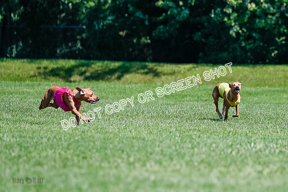 Rhodesian Ridgeback Final Kya, Eve, Iris-1655