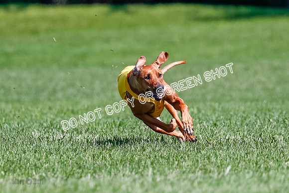 Rhodesian Ridgeback Final Libby-1693