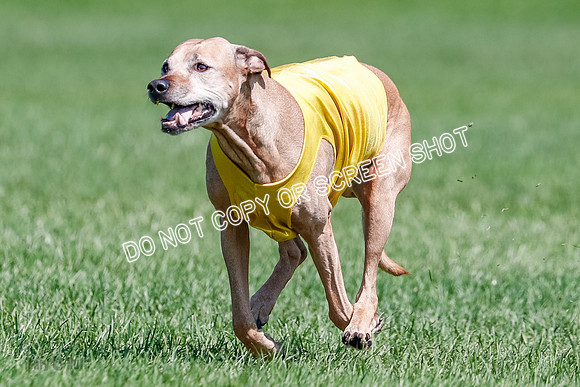 Rhodesian Ridgeback Final Daisy-1747