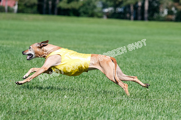 Rhodesian Ridgeback Final Daisy-1753