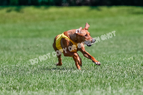 Rhodesian Ridgeback Final Libby-1690