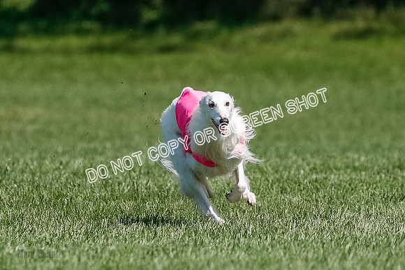Silken Windhound Final, Finnegan, Joker-1772