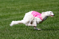 Silken Windhound Prelim, Finnegan Joker-0970