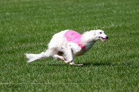Silken Windhound Prelim, Finnegan Joker-0966