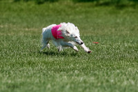 Silken Windhound Final, Finnegan, Joker-1765