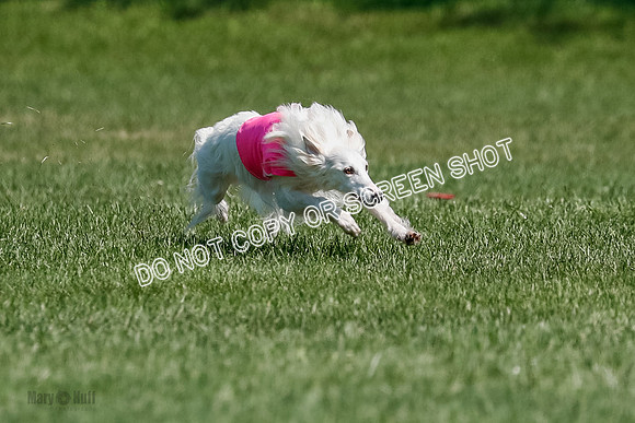 Silken Windhound Final, Finnegan, Joker-1765