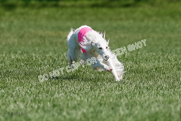 Silken Windhound Final, Finnegan, Joker-1770