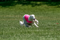 Silken Windhound Final, Finnegan, Joker-1764