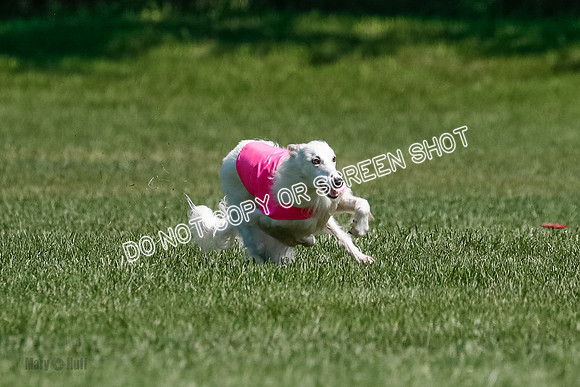 Silken Windhound Final, Finnegan, Joker-1764