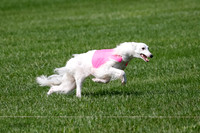 Silken Windhound Prelim, Finnegan Joker-0963
