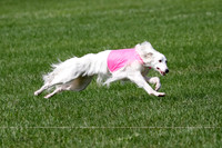 Silken Windhound Prelim, Finnegan Joker-0964