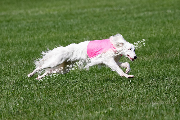 Silken Windhound Prelim, Finnegan Joker-0964