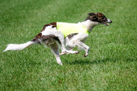 Silken Windhound Prelim, Finnegan Joker-0973