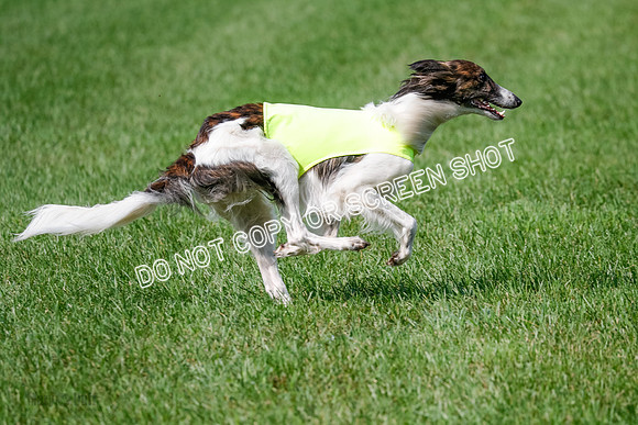 Silken Windhound Prelim, Finnegan Joker-0973