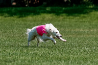 Silken Windhound Final, Finnegan, Joker-1761