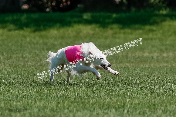 Silken Windhound Final, Finnegan, Joker-1761