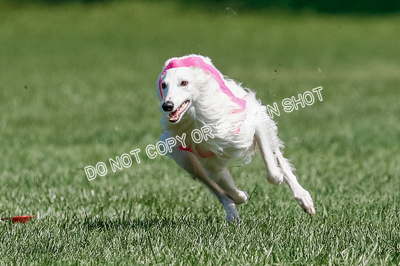 Silken Windhound Final, Finnegan, Joker-1775