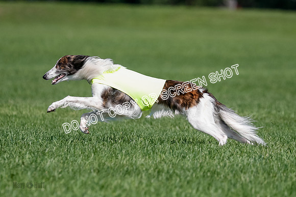 Silken Windhound Final, Finnegan, Joker-1788