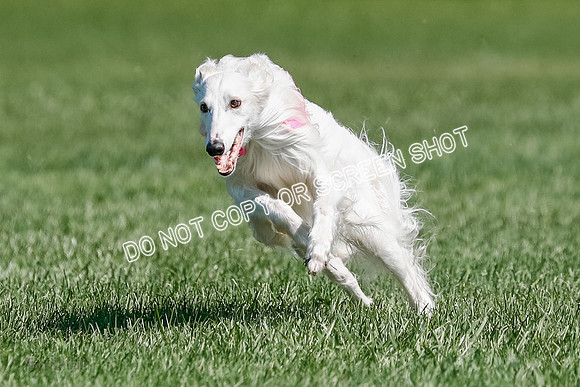 Silken Windhound Final, Finnegan, Joker-1777