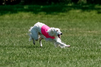 Silken Windhound Final, Finnegan, Joker-1762